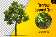 CUT OUT TREES - 60 PCS BUNDLE, a Packaging Mockup by 3DSTORE (Thumbnail 38 of 63)
