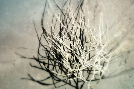 Sea fan stock photo containing sea and fan