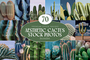 70 Aesthetic Cactus Stock Photos, a Nature Photo by Incomelion (Thumbnail 1 of 14)