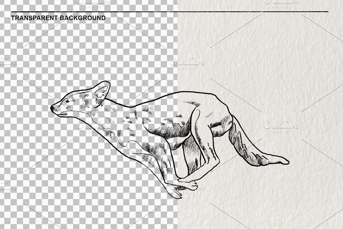 Red wolf animal sketches PNG, an Animal Illustration by LOKSKIH (Photo 2 of 5)