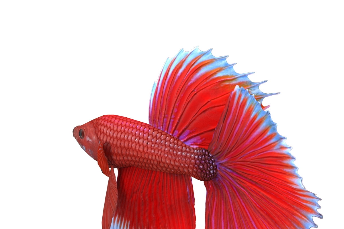 Betta Fish, an Animal 3D Model by AndrewWhite (Photo 10 of 11)