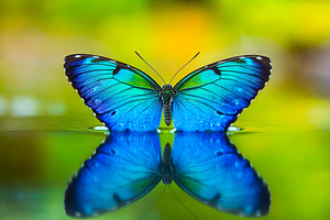 Blue Butterfly with Reflection on Water, an Animal Photo by Ales Munt