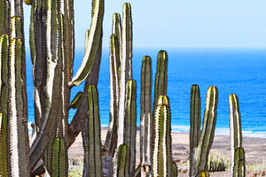 Cacti in front of the sea