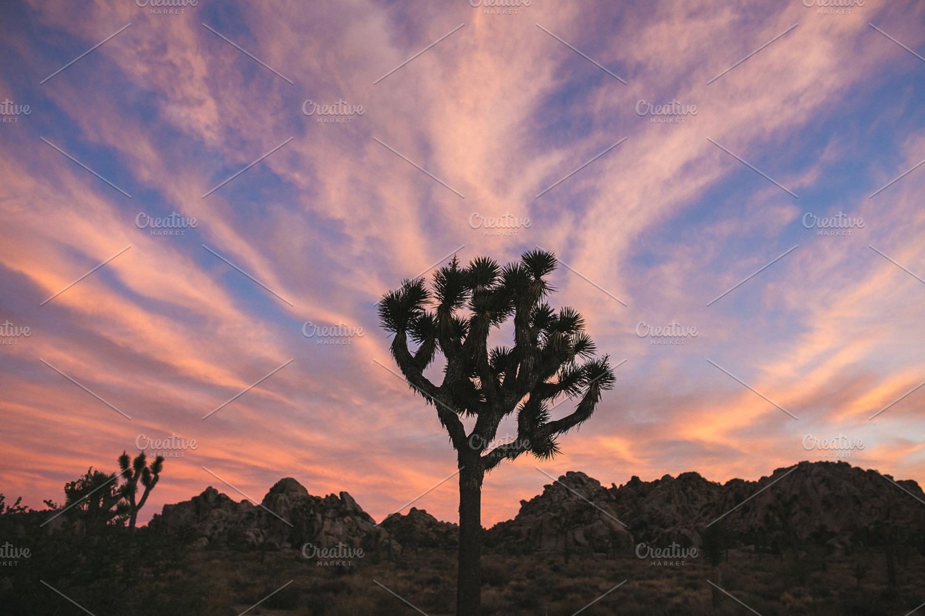 Joshua tree featuring joshua tree, joshua tree national park, and ...