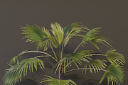 The Chinese Palm Bush, a Plants & Tree 3D Model by FuturePastCreatives (Thumbnail 1 of 7)