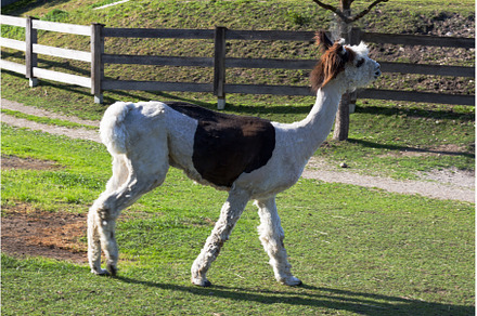 Alpaca walks through a pasture, an Animal Photo by Irina