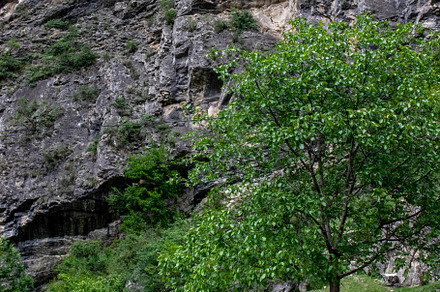 A green tree and the rocky surface, a Nature Photo by Schreibikus
