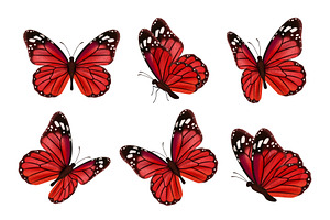 Butterflies. Realistic Colored