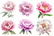 PEONY flower Watercolor clipart, an Illustration by Designworld (Thumbnail 4 of 5)