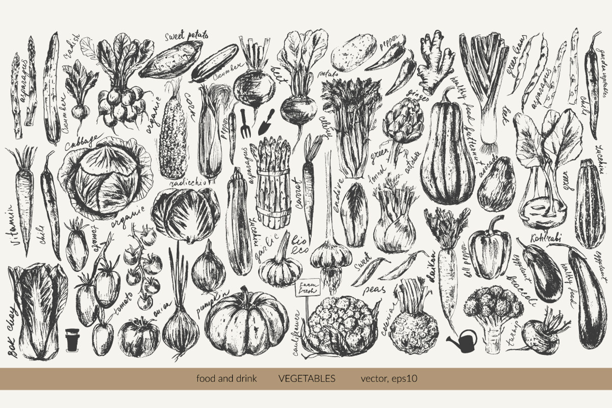 Garden vegetables sketches, a Food Illustration by katya.bogina (Photo 3 of 3)