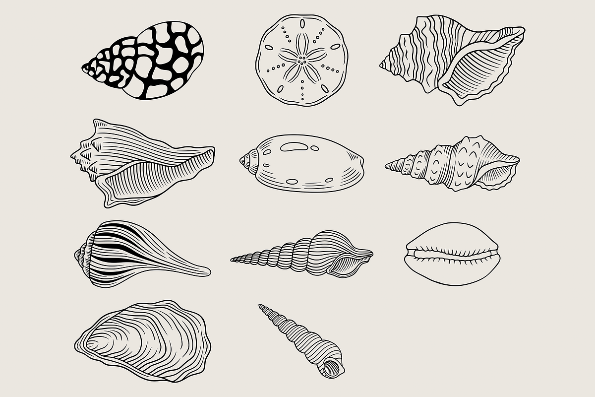 Seashell Coastal Vector Illustration, an Animal Illustration by Kusumaillustration (Photo 4 of 9)