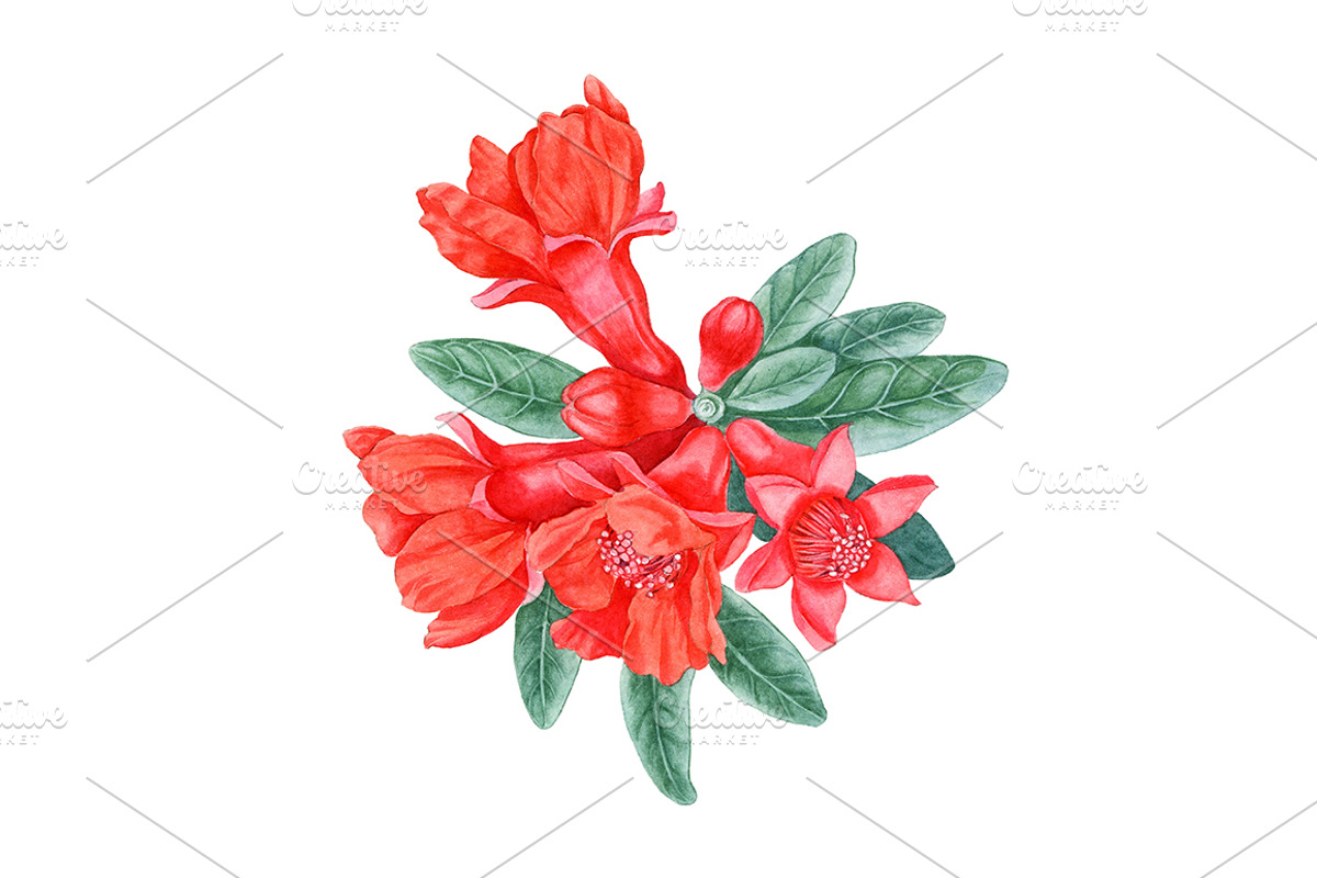 Pomegranate, an Illustration by Watercolor life (Photo 5 of 6)