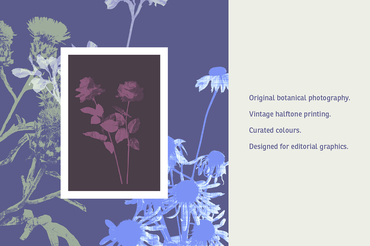 Printed Botanical Graphics, an Object Graphic by Neatly Made Studio (Photo 2 of 17)
