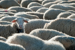 Flock of sheep stock photo containing sheep and animal, an Animal Photo by Angel Simon Photography