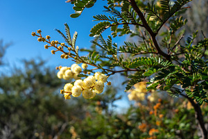 Golden mimosa flowers in full bloom at Manly, Sydney, Australia, a Nature Photo by GoodGoods