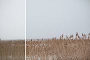 Foggy fields- 6 presets for Lr preview 4