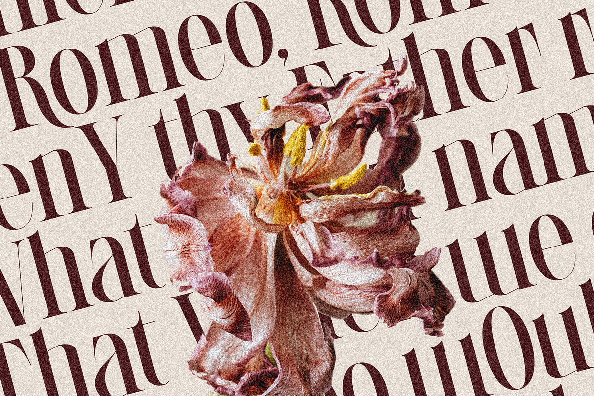 LaRuja - Modern Serif Typeface, a Serif Font by SilverStag Type Foundry (Photo 6 of 20)