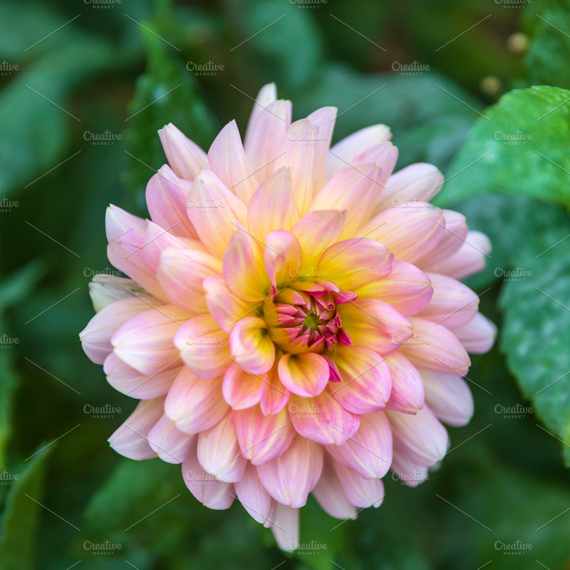 A pink and yellow dahlia flower surrounded by deep green leaves, a Nature Photo by Imaginarium
