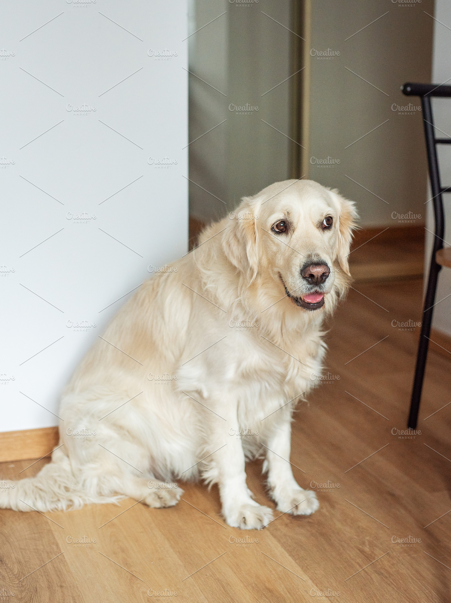 Golden retriever dog sitting indoors on a wooden floor, an Animal Photo by Olena Rudo