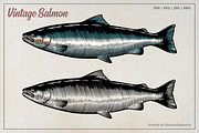 Vintage Salmon Illustration, an Animal Illustration by Kusumaillustration (Thumbnail 1 of 3)