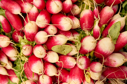 Fresh French Breakfast Radishes