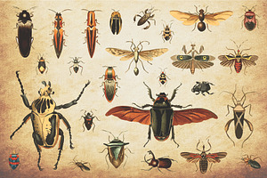 Insect Vector Graphics Bundle