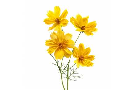 Yellow cosmos flowers blooming on, a Nature Photo by Ylivdesign