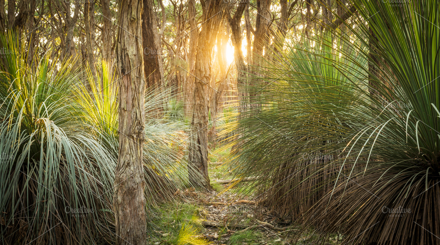 Golden Forest, a Nature Photo by THP Creative