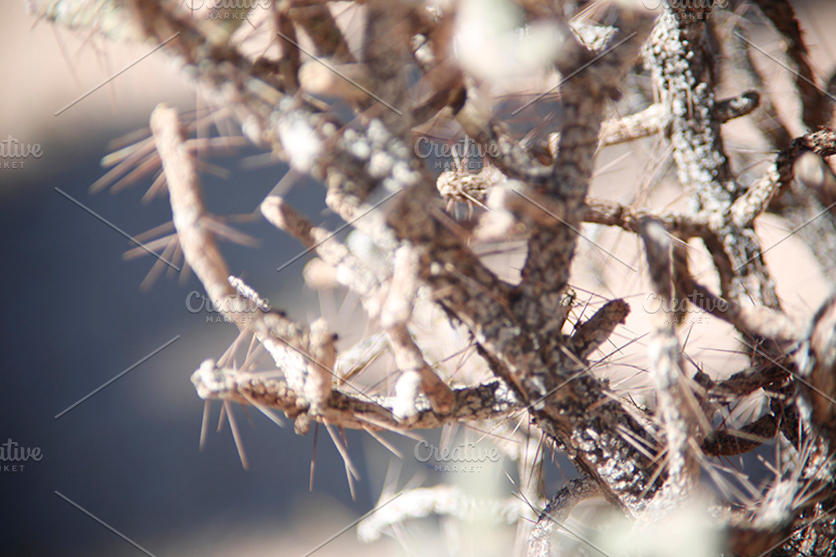 MEGA PhotoPack 75+ Desert Photos, a Nature Photo by Crusader12 (Photo 5 of 5)