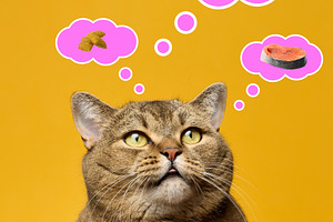 A cat looks up at pink thought bubbles with images of a whole fi, an Animal Photo by ndanko