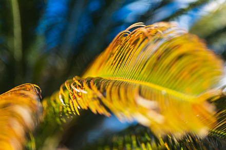 Close up, a Background Photo by Sova