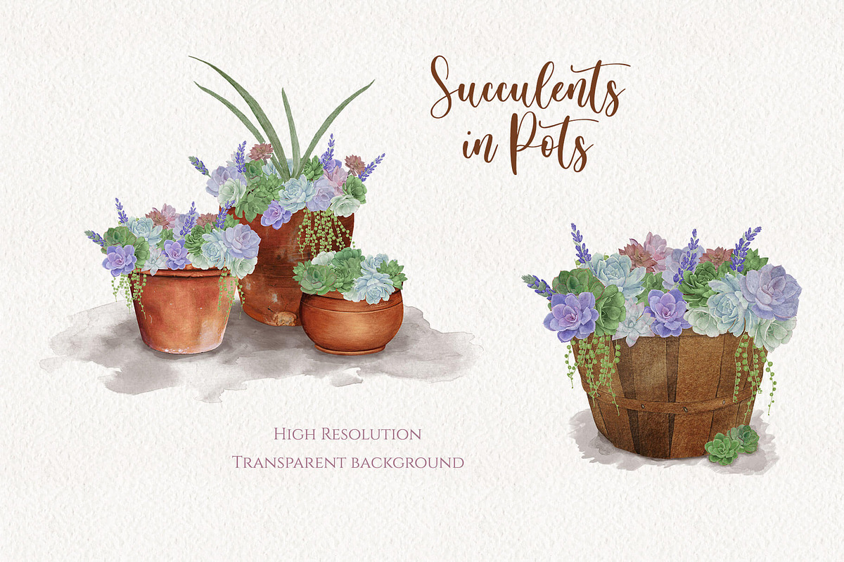 Seasonal Succulents, a Seasonal Illustration by Maggie Stilwell Design (Photo 2 of 13)