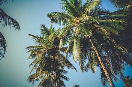 Palms featuring sky, goa, and india