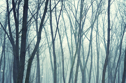 forest in winter morning, a Photo by Pictures for you!!!!!!!!!