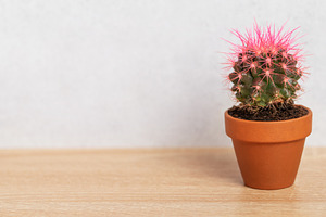 Small pink cactus growing in terracotta pot on wooden table, a Business Photo by Olena Rudo