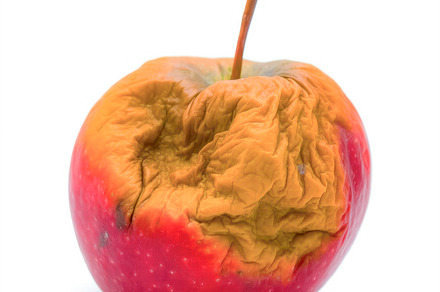 Decayed apple close-up