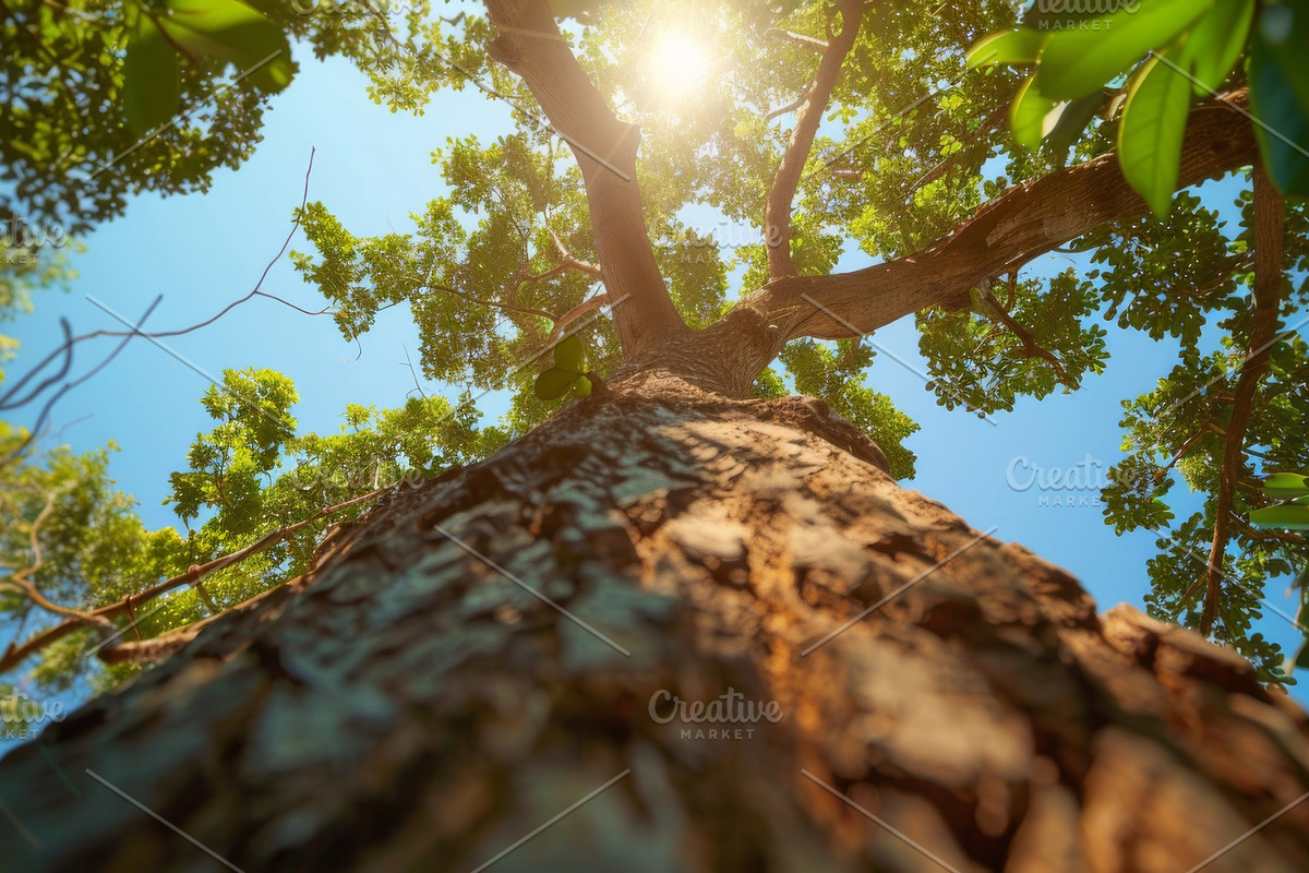 98 Trees view from below, a Nature Photo by Handmadefont (Photo 94 of 98)