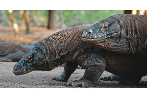 Two Komodo dragons walking in Komodo, an Animal Photo by Goinyk