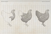 Vintage Poultry Farm Animal Set, an Animal Illustration by Kusumaillustration (Thumbnail 7 of 11)