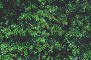 Fir tree branches featuring background, branch, and christmas