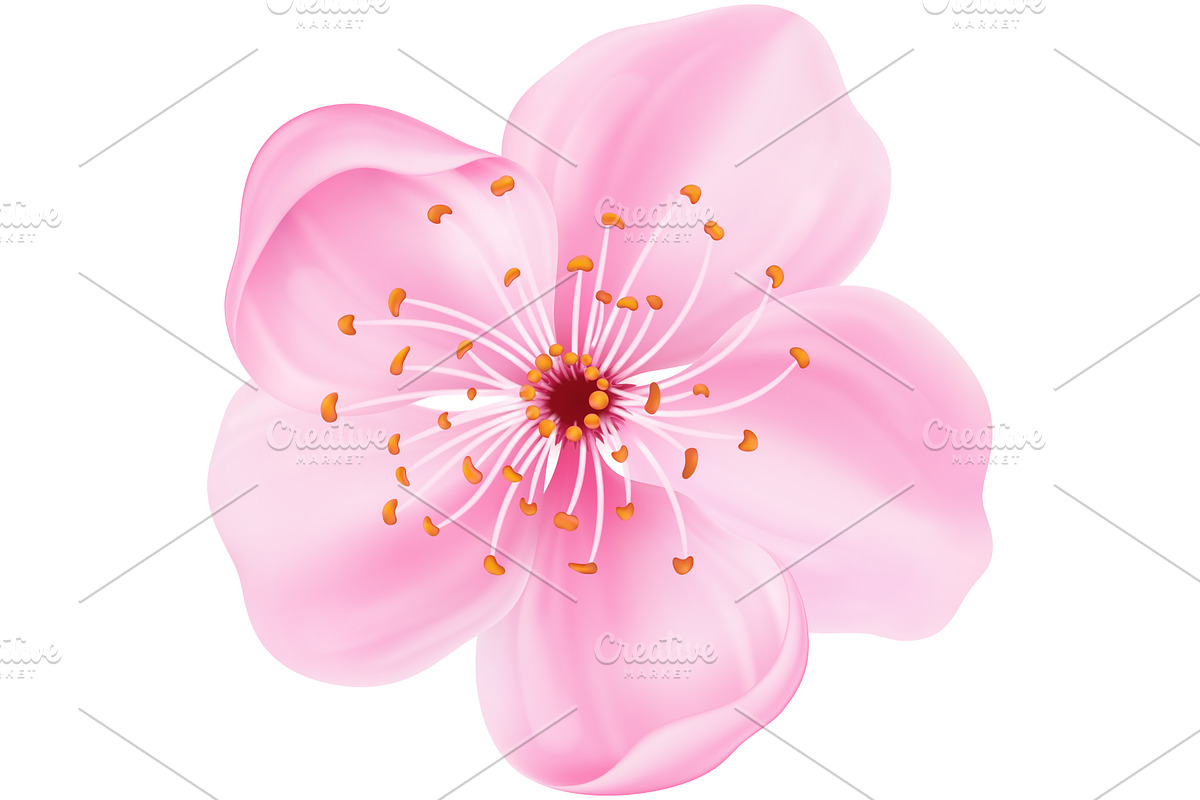 Realistic Japanese sakura blossom, an Object Illustration by Yayasya (Photo 2 of 3)