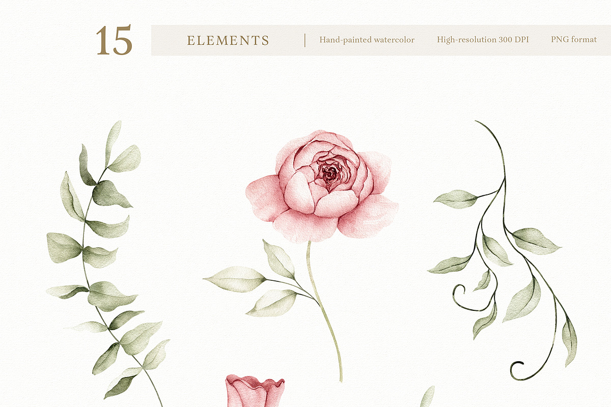 Watercolor Blush Roses Floral Set, a Decorative Illustration by Carol Lozove (Photo 21 of 50)