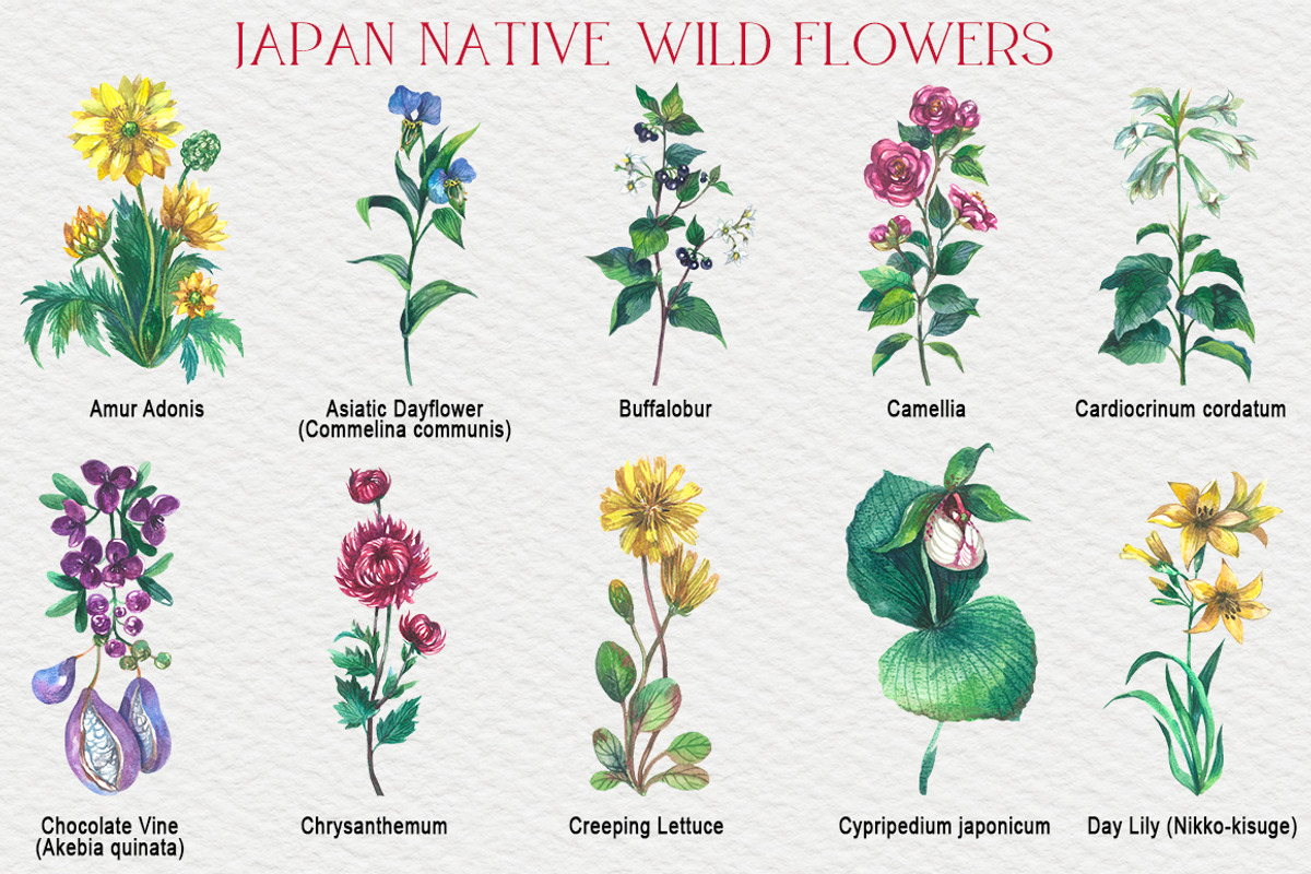 Japan native wild flowers watercolor, a Decorative Illustration by FITALARTSNEDIGI (Photo 2 of 8)
