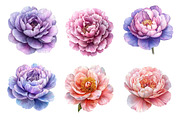 Pink & Purple Peony Flowers Clipart, an Illustration by Dream Creation (Thumbnail 3 of 6)