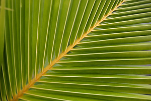 texture of young coconut leaves, a Background Photo by bastera