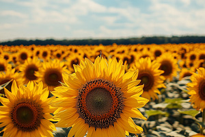 Autumn sunflower field with cloudy, a Nature Photo by MistyDay