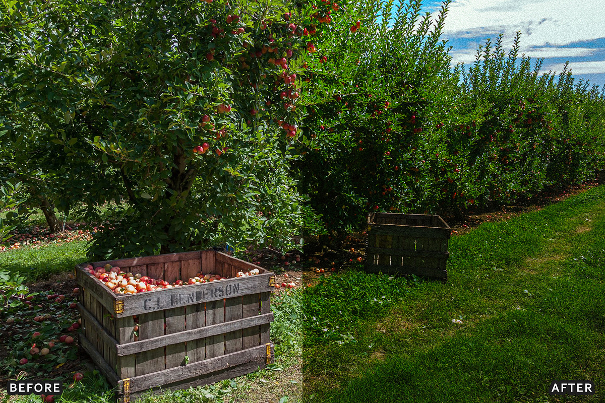 Golden Apple Orchard Presets, a Preset Add-On by AAA Presets (Photo 14 of 14)