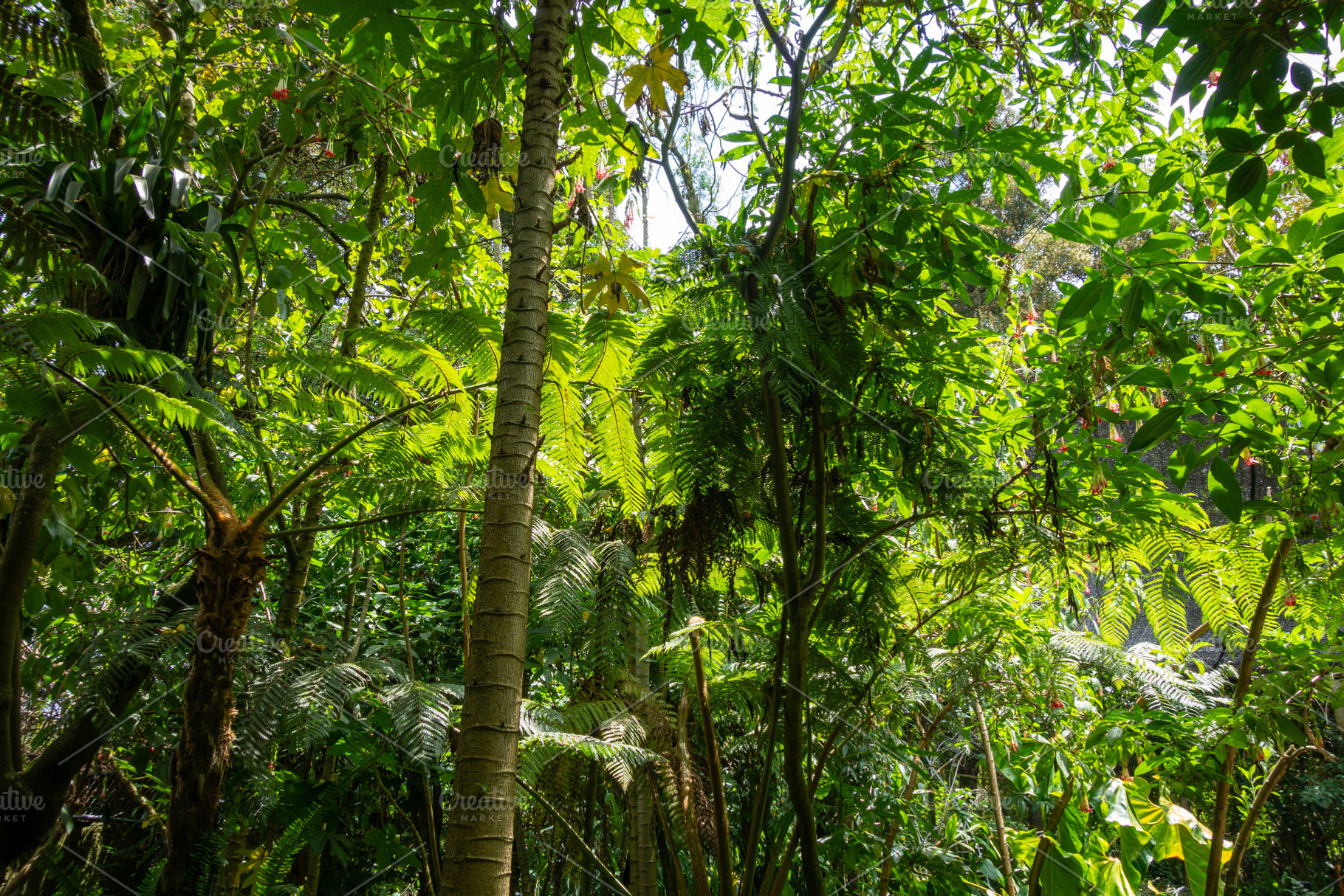 Dense tropical rainforest with vibrant green foliage and towerin, a Nature Photo by GoodGoods