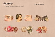 Anatomy Collage Elements 200+, an Illustration by Francesco Stefanini (Thumbnail 7 of 10)