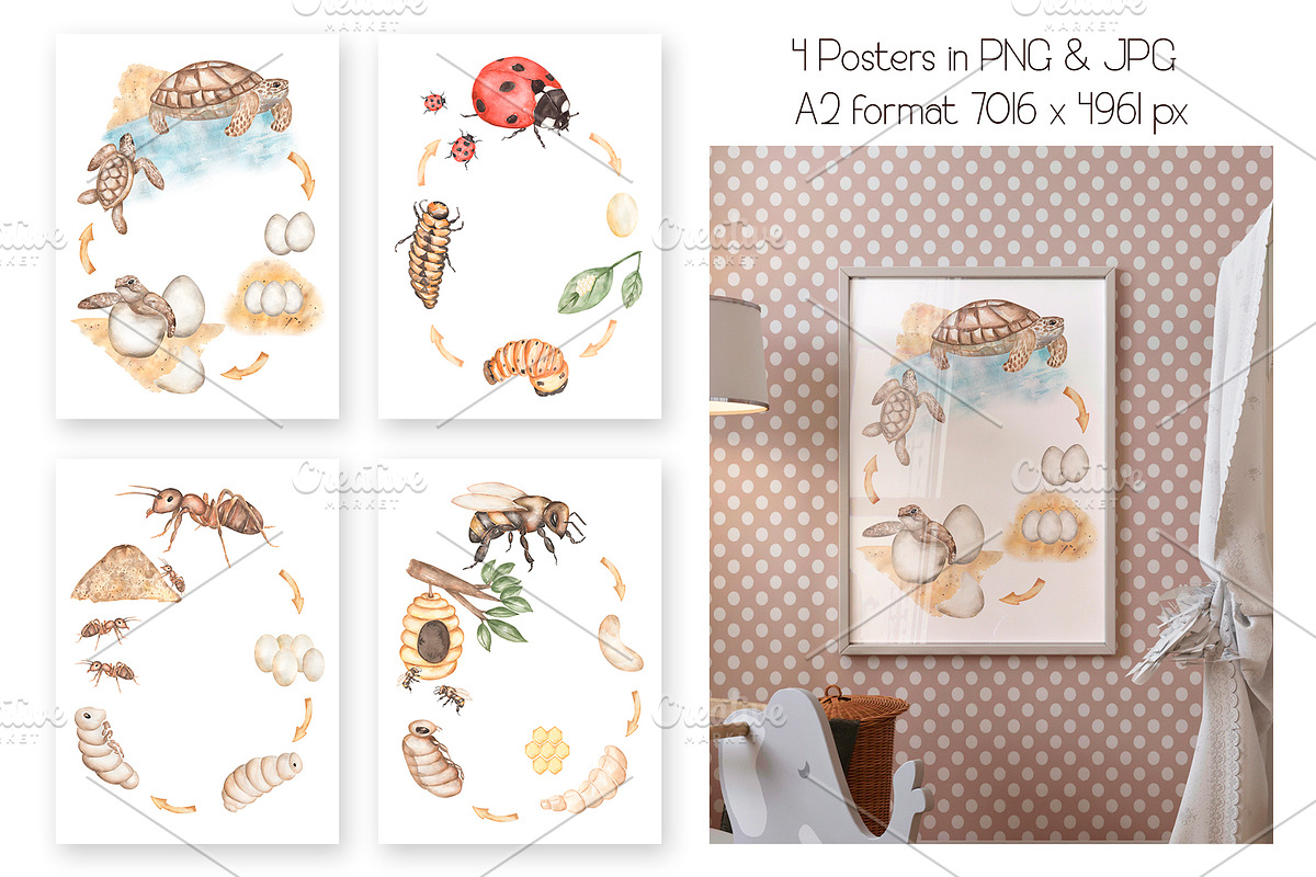 Watercolor Life Cycle Set, an Education Illustration by MayaNavits (Photo 10 of 11)